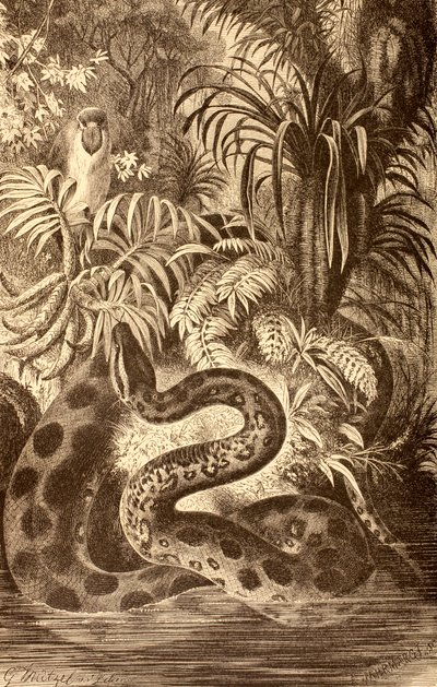Anaconda in cerca di preda, da 
